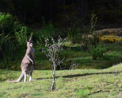 AUSSIE_2468.jpg