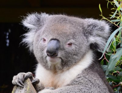 AUSSIE_3638.jpg