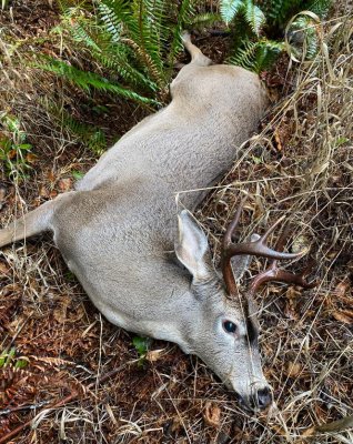Deer.jpg