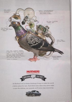 Pidgeon.jpg